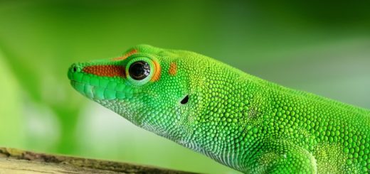 Green Gecko Dream Meaning: What Does a Green Gecko Symbolize?