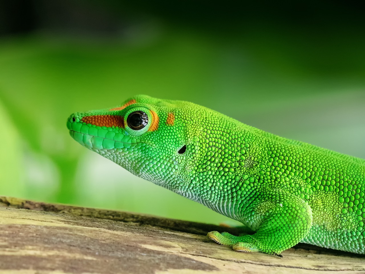 Green Gecko Dream Meaning: What Does a Green Gecko Symbolize?