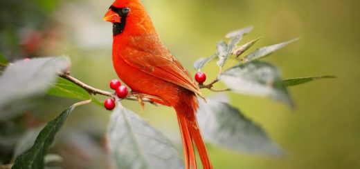 Red Cardinal Spiritual Meaning