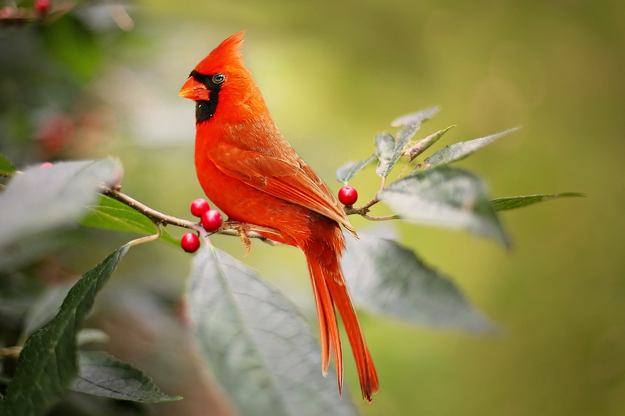 Red Cardinal Spiritual Meaning