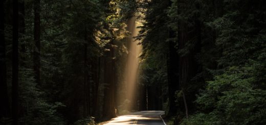 empty concrete road covered surrounded by tall tress with sun rays