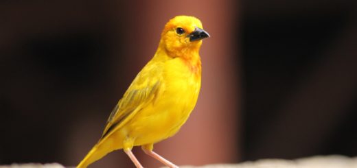 yellow and black bird on gray rock