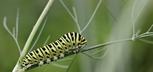 caterpillar, dovetail, insect