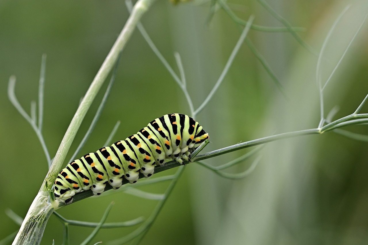 caterpillar, dovetail, insect