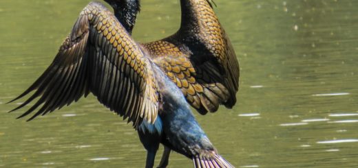 The Cormorant Spirit Animal: Meaning and Symbolism