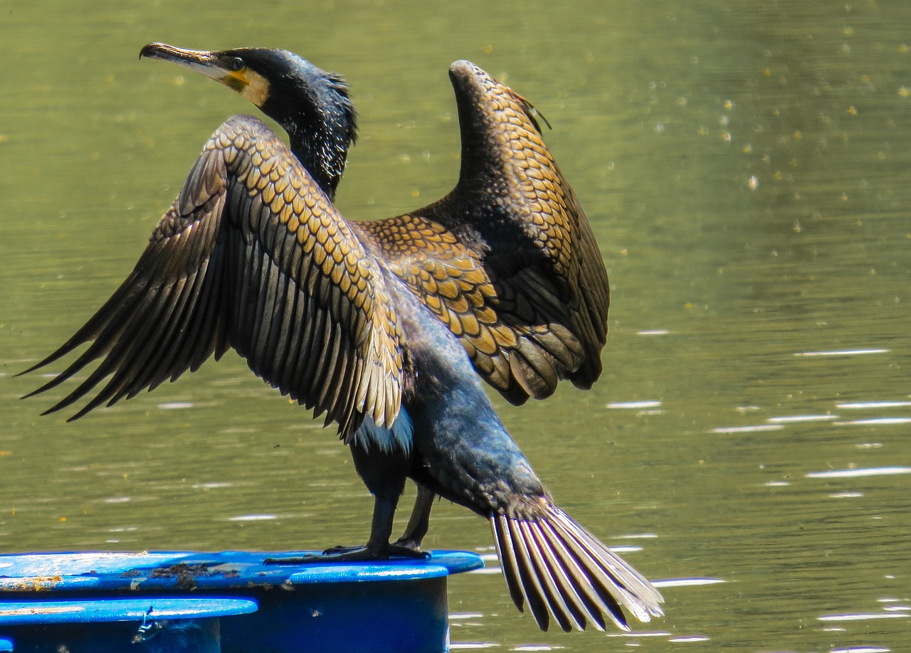 The Cormorant Spirit Animal: Meaning and Symbolism