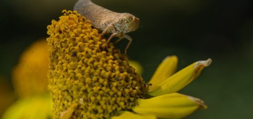 flower, insect, macro