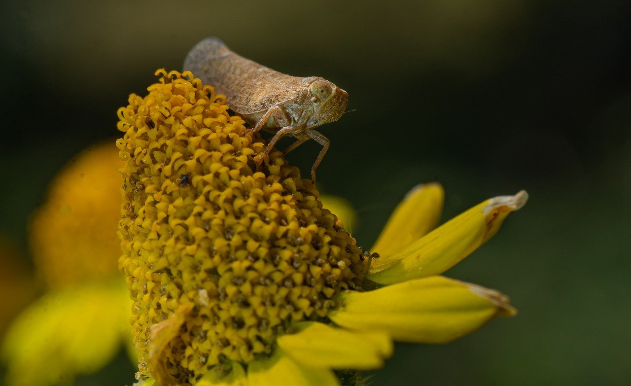 flower, insect, macro