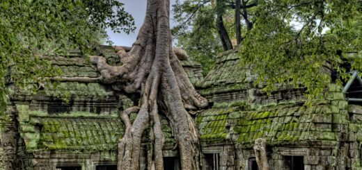 gray wood on green ruins