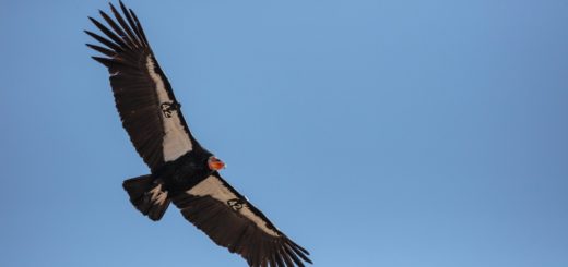 black bird flying during daytime