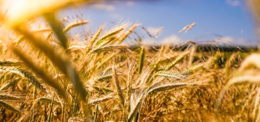 brown wheat field