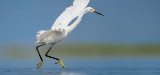 white bird on body of water