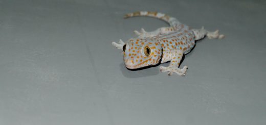 WALL GECKO DREAM MEANING – WHAT DOES IT SYMBOLIZE?