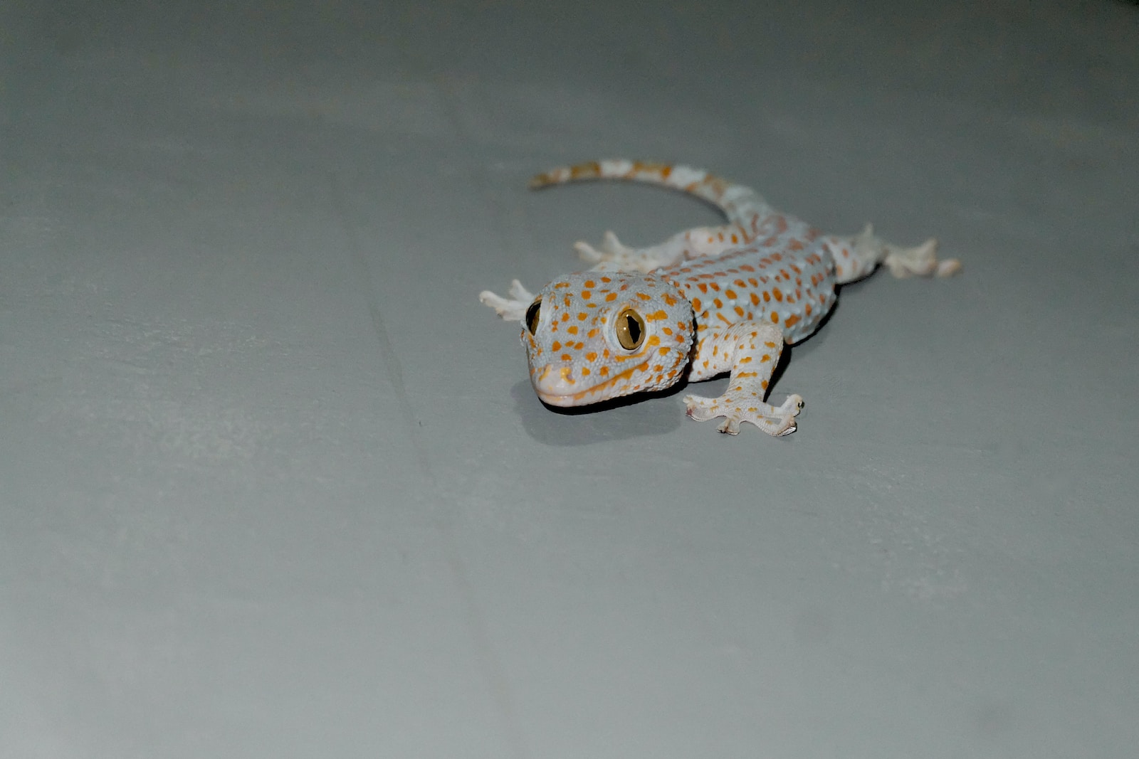 WALL GECKO DREAM MEANING – WHAT DOES IT SYMBOLIZE?