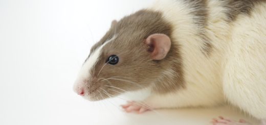 Dream About Rats – What Do They Symbolize?