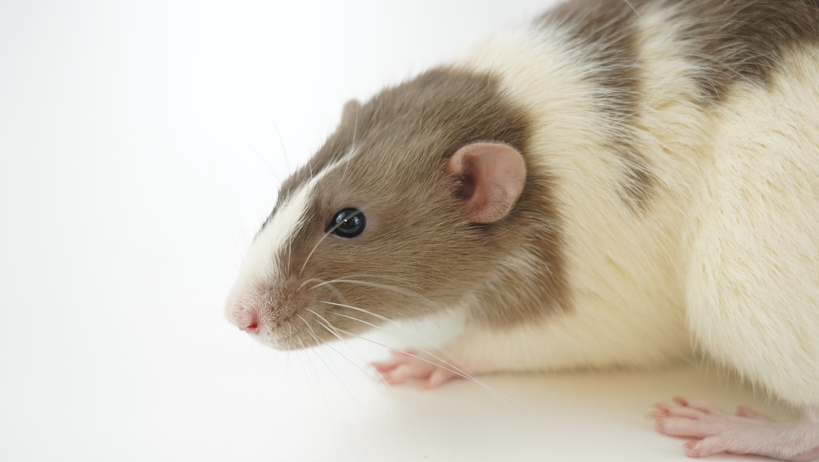 Dream About Rats – What Do They Symbolize?