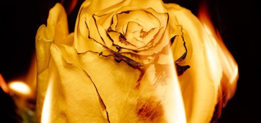 yellow rose in close up photography