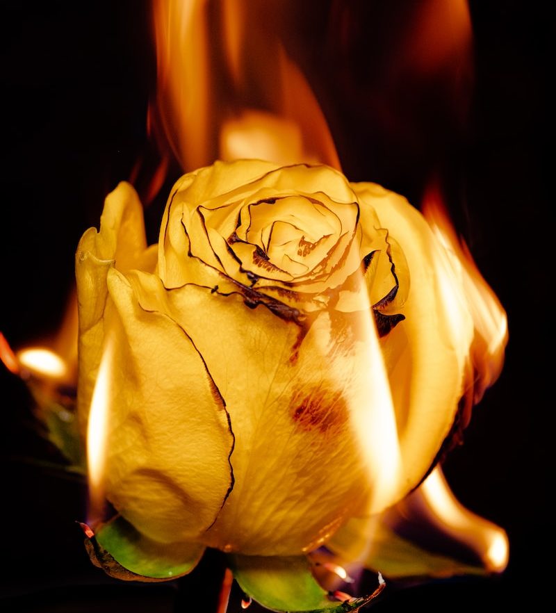 yellow rose in close up photography