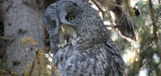 great gray owl, phantom of the north, cinereous