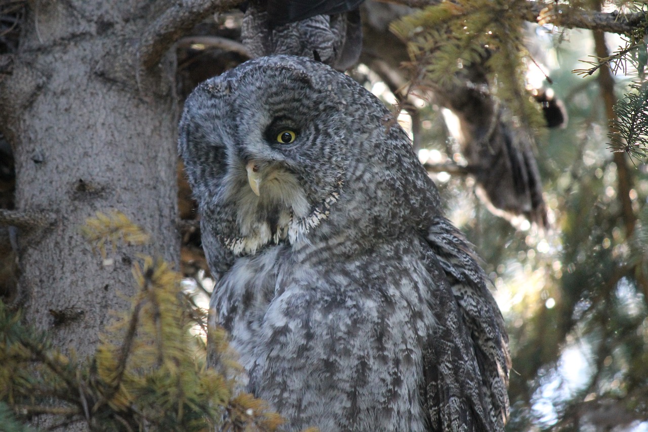 great gray owl, phantom of the north, cinereous