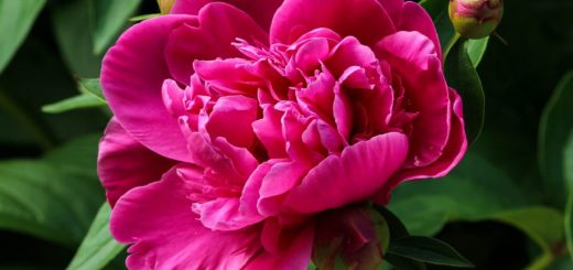 pink peony, blossom, fuchsia