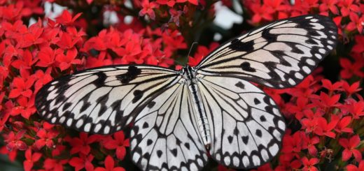 butterfly, insect, wings