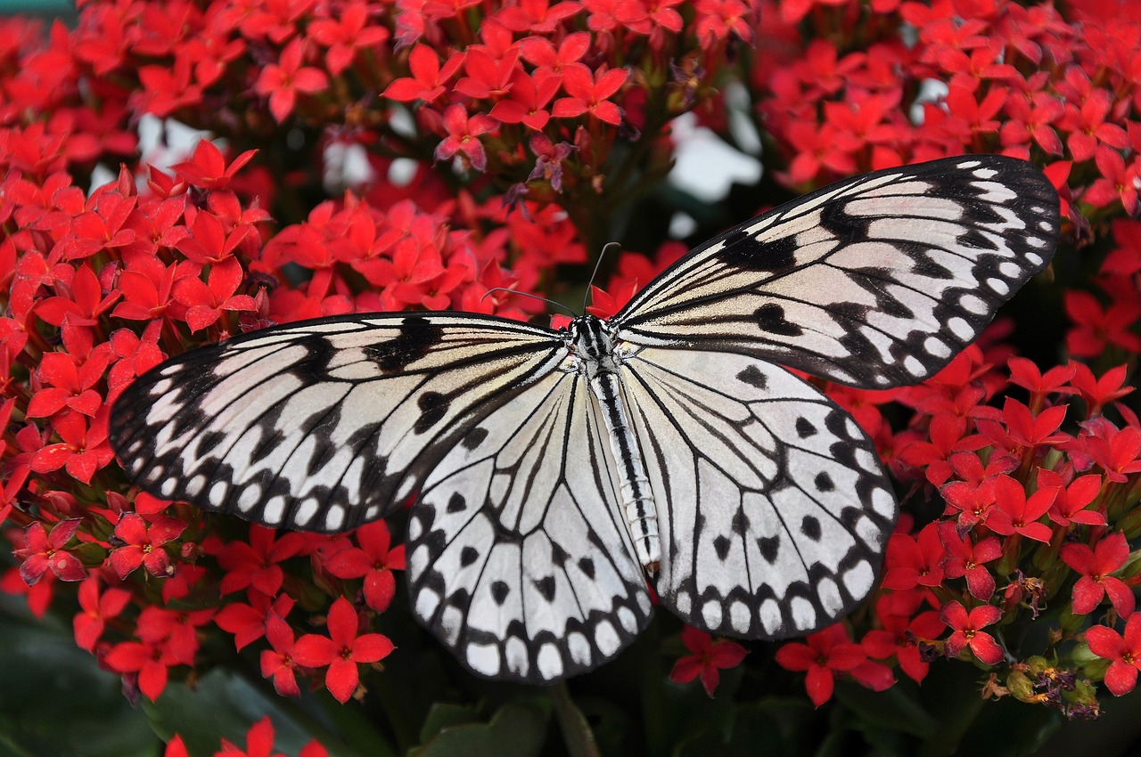 butterfly, insect, wings