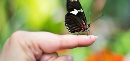 butterfly on finger, butterfly, spring