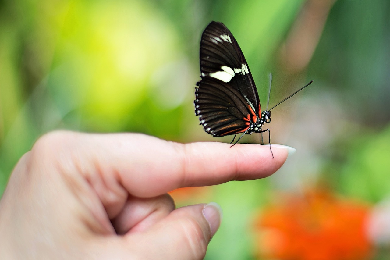 butterfly on finger, butterfly, spring