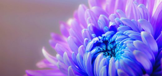 chrysanthemum, flower, flower wallpaper