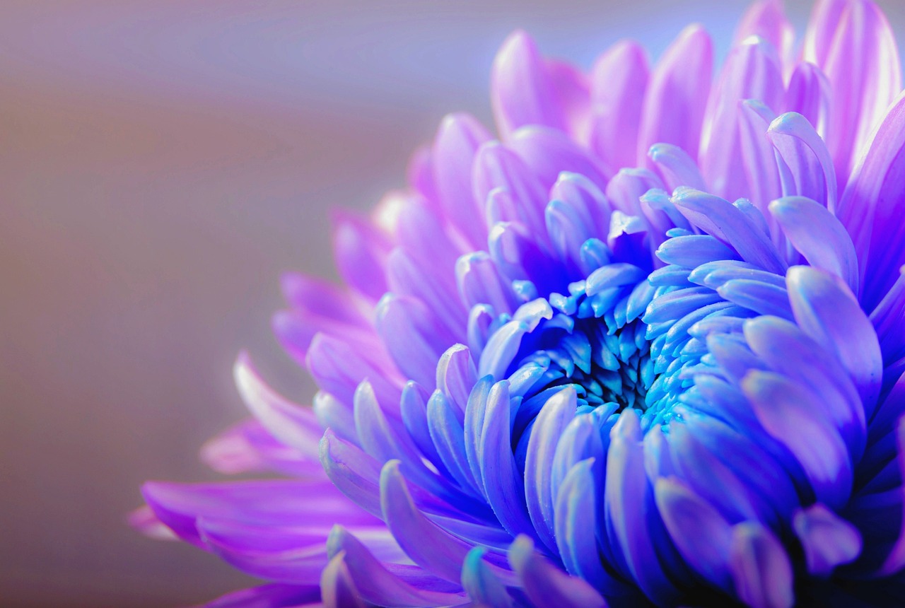 chrysanthemum, flower, flower wallpaper