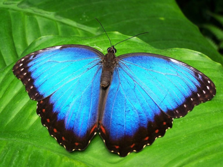 butterfly, insect, animal
