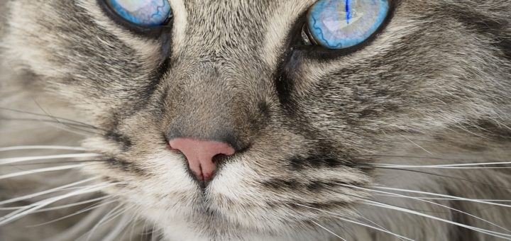 cat, tabby, face