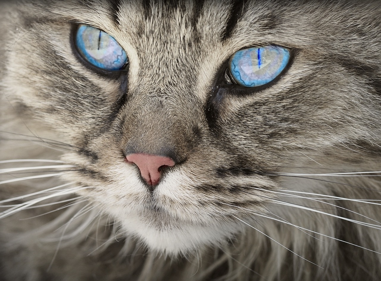 cat, tabby, face