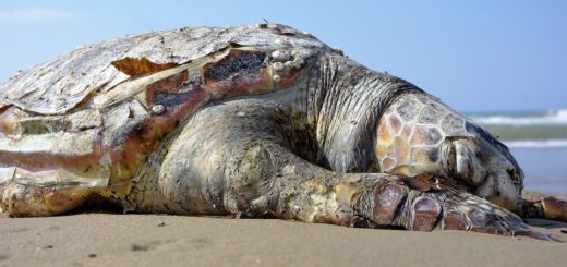 tortoise, sea, sand