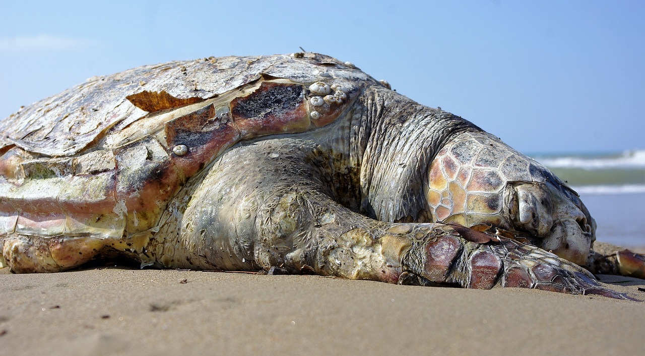 tortoise, sea, sand