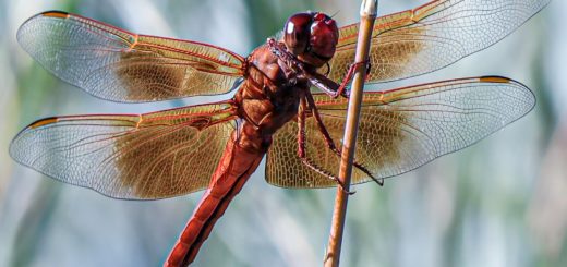 Understanding the Twin Flame Connection: A Deep Dive into Dragonfly Spiritual Meaning