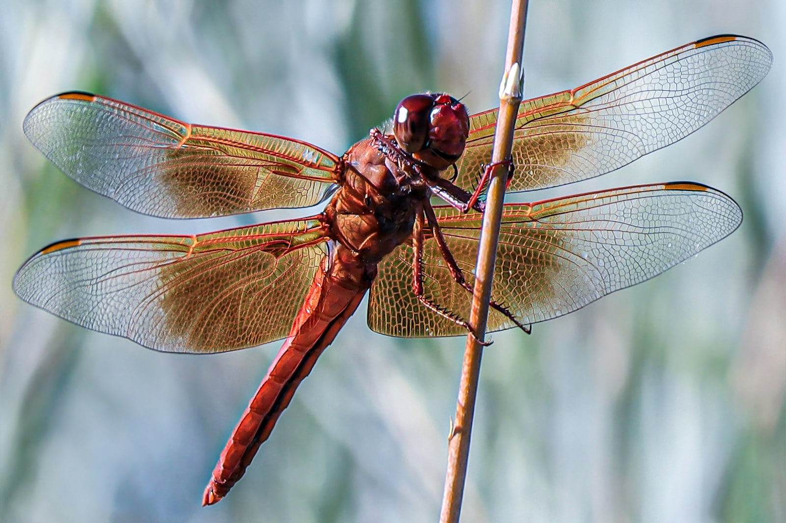 Understanding the Twin Flame Connection: A Deep Dive into Dragonfly Spiritual Meaning