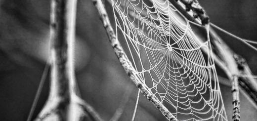 cobweb, spider web, web