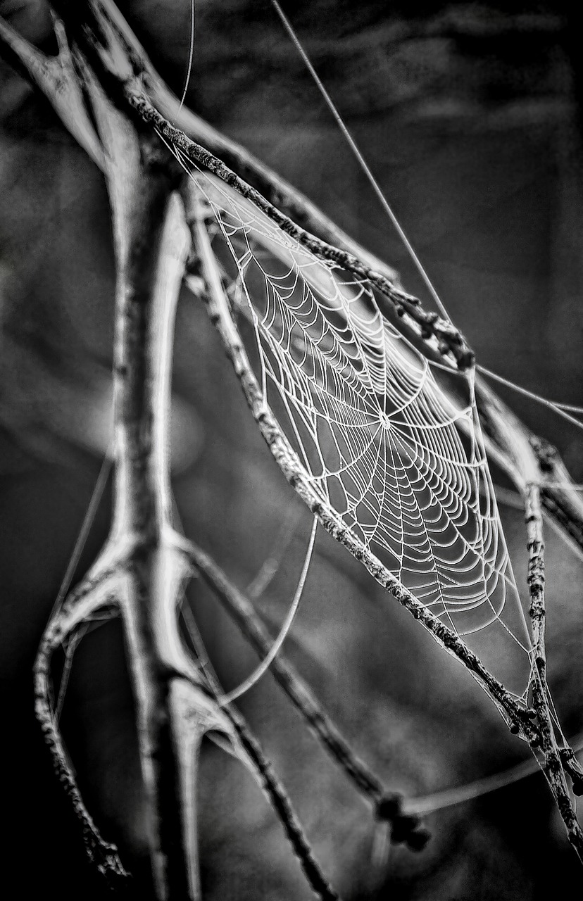 cobweb, spider web, web