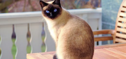 cat, siamese cat, fur