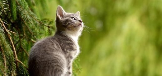 cat, young animal, nature