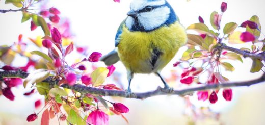 spring bird, bird, tit