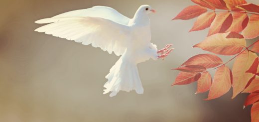 dove, bird, flight