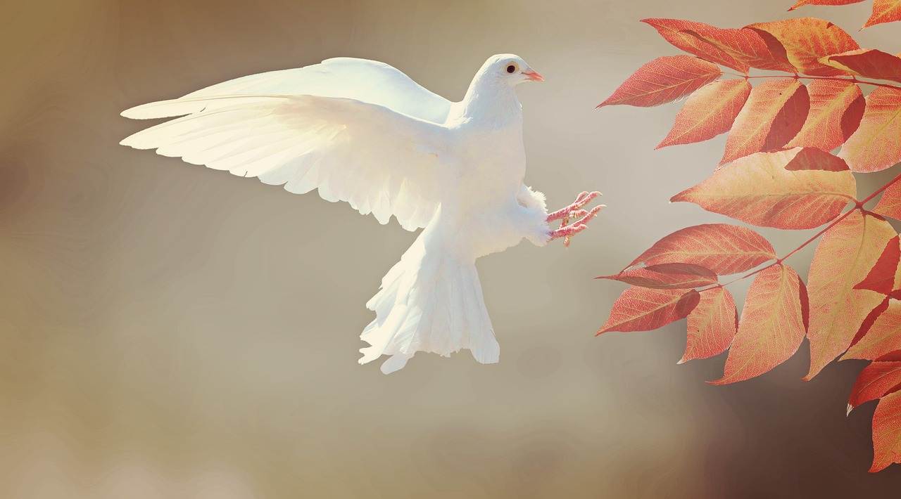 Mourning Dove Symbolism For Twin Flames