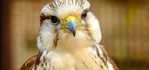 gyrfalcon, falcon, bird