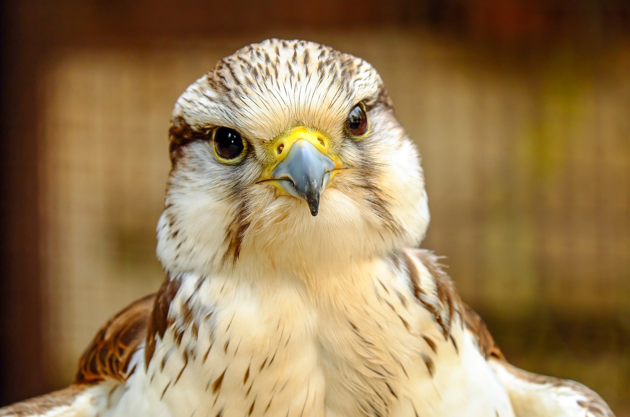 gyrfalcon, falcon, bird