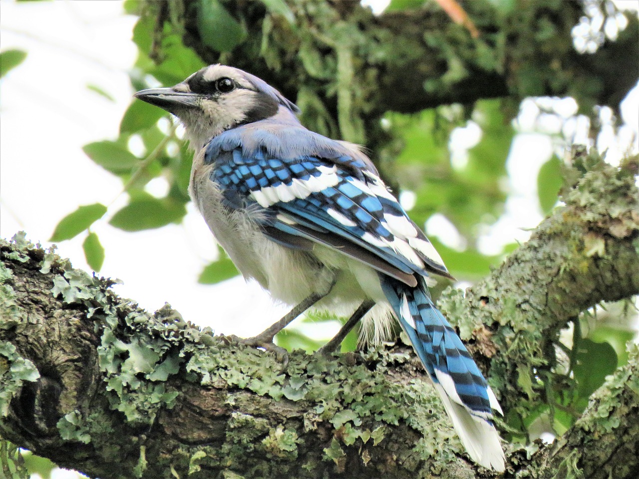 bird, blue jay, blue and white