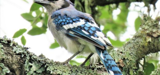 bird, blue jay, blue and white