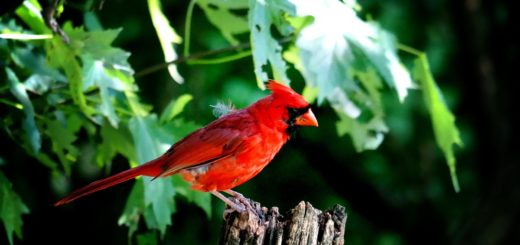 cardinal, male cardinal, red bird